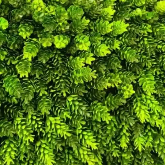 گرین وال کاجی