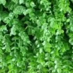 گرین وال شمشاد ریز - دیوار سبز مصنوعی ۵۰x۵۰ و شمشاد ریز