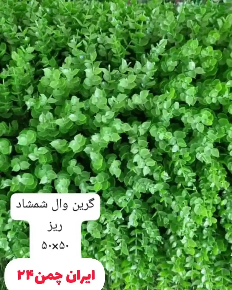 گرین وال شمشاد ریز - دیوار سبز مصنوعی ۵۰x۵۰ و شمشاد ریز