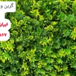 تولید کننده گرین وال مصنوعی
