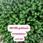گرین وال شمشادی