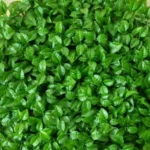 گرین وال پرتقالی