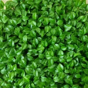 گرین وال پرتقالی