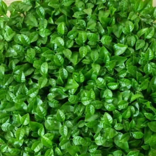 گرین وال پرتقالی