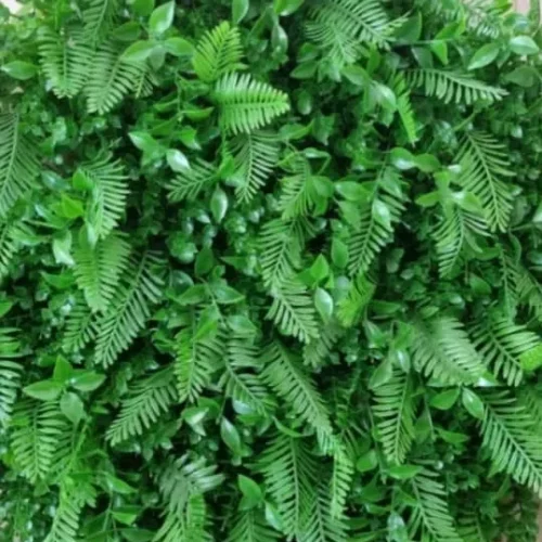 گرین وال سیکاس