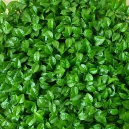گرین وال پرتقالی