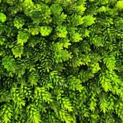 گرین وال کاجی