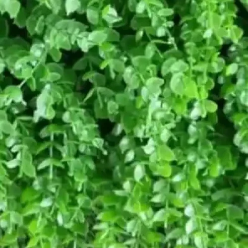 گرین وال شمشاد ریز - دیوار سبز مصنوعی ۵۰x۵۰ و شمشاد ریز
