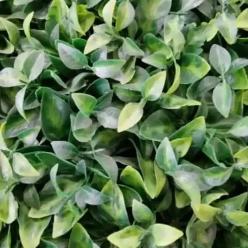 گرین وال نارنج